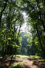 Fototapete bei efototapeten.de bestellen   