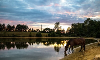 Beautiful sunset landscape of a bay horse drinking from a serene country pond