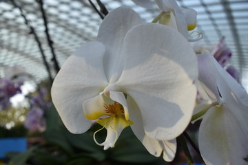 beautful moon orchid white flower