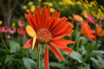 half broken gerbera daisy flower with blur background