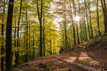 Buchenwald im Herbst mit tiefstehender Sonne