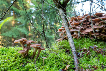Pilzgruppe im Wald
