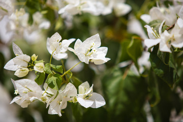 Closeup of white bougainvillea flower