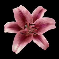 flower burgundy pink lily isolated on black background. Close-up. Nature.