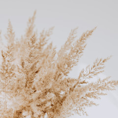 Beige reeds agains white wall. Beautiful background with neutral colors. Minimal, stylish, trend concept. Parisian vibes.