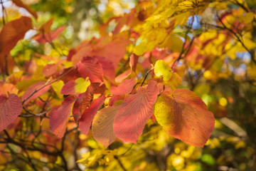 Towada Hachimantai National Park in early autumn