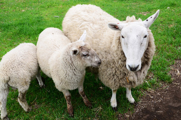 Three head of sheep on grass