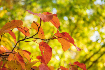 Towada Hachimantai National Park in early autumn
