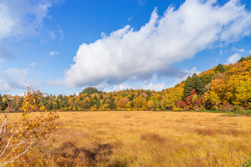Fototapeta premium Towada Hachimantai National Park in early autumn