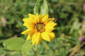 Sunflower flower in the free Danish nature