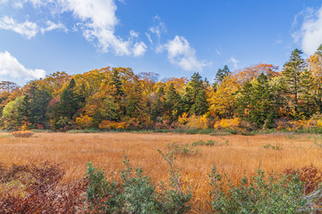 Fototapeta premium Towada Hachimantai National Park in early autumn