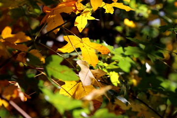 Fototapeta na wymiar Autumn warm sunlight peace, trees, plant
