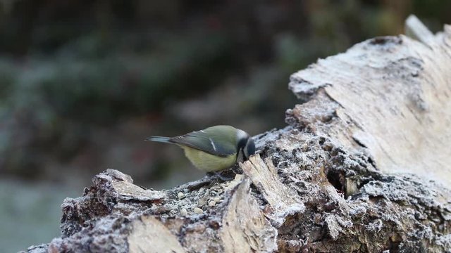 Blue Tit bird on frosted log