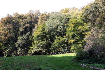 Fototapeta na wymiar Autumn warm sunlight peace, trees, plant
