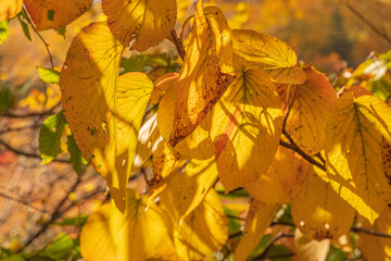 Towada Hachimantai National Park in early autumn
