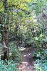 Autumn warm sunlight peace, trees, plant