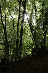 Autumn warm sunlight peace, trees, plant