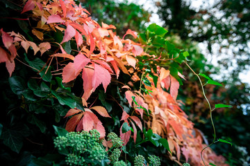 Red Autumn Leafs on a wall with green leafs inbetween