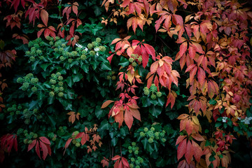 Red Autumn Leafs on a wall with green leafs inbetween