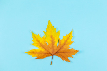 Beautiful autumn maple leaf on blue pastel background.  Place for text.