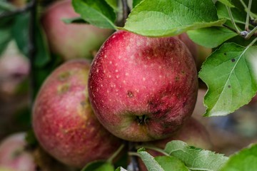 Closeup of red apples growing on the tree in an orchard