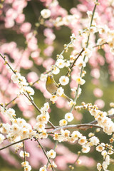 しだれ梅にメジロ