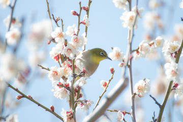 白梅　青空　メジロ