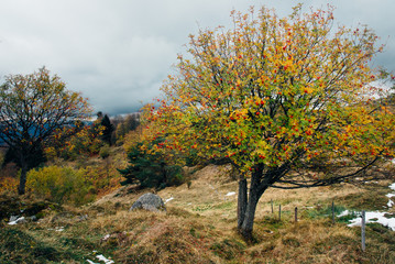 Fototapeta premium Un arbre jaune en automne. Un arbre automnal dans les Vosges.