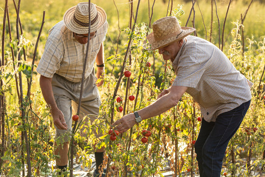 Two senior man growing cherry tomatoes in a small home farm.