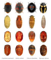Ladybugs (ladybirds) (Coleoptera: Coccinellidae). Hyperaspis trifurcata, Chilocorus bipustulatus, Rodolia cardinalis and Cryptolaemus montrouzieri. Development stages. Isolated on a white background