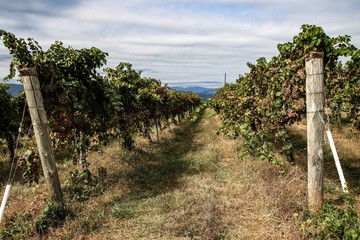 View of a Row of Grapevines growing in the mountains of Virginia