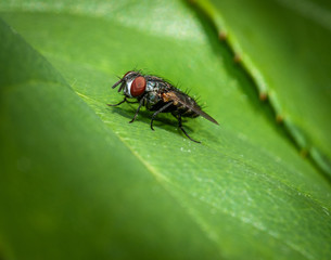 close up of a fly on a green leaf.