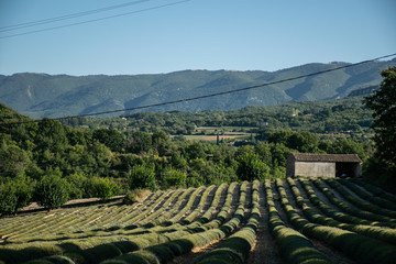 View in Provence, Lavender fields 