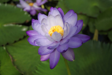 water lily