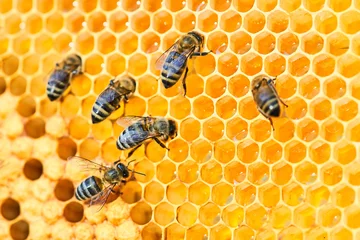 Fotobehang Macro photo of a bee hive on a honeycomb with copyspace. Bees produce fresh, healthy, honey. Beekeeping concept © Aleksandr Rybalko