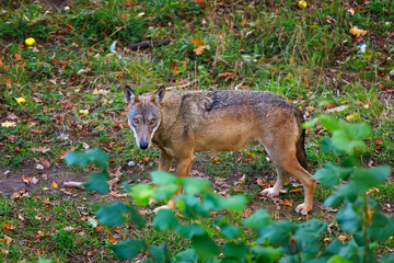 Portrait of wolf in the forest.