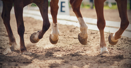 The legs of two horses galloping together across a sandy arena that perform in dressage...