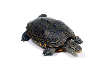 ダイヤモンドバックテラピン