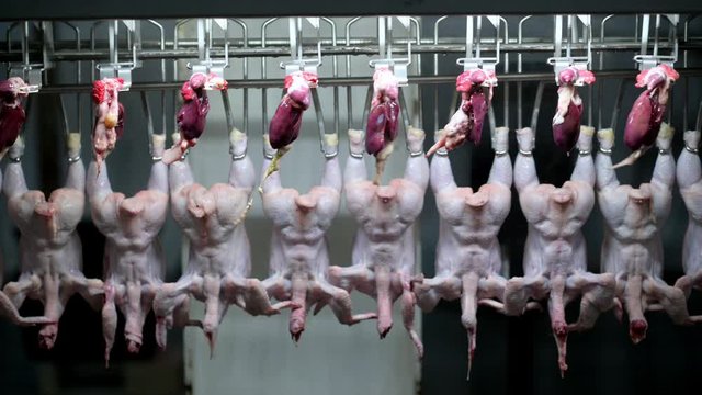 chicken factory process conveyor meat industrial line