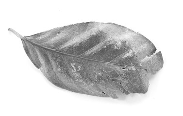 leaf isolated on white background