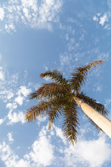 Closeup of date palm on sky background