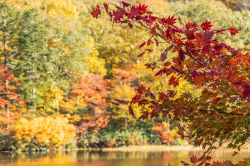 Towada Hachimantai National Park in early autumn