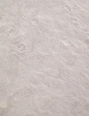Paw prints on the sand. Nature background.