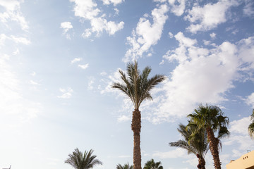 Closeup of date palm on sky background