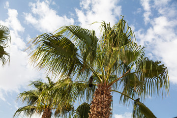 Closeup of doum palm on sky background