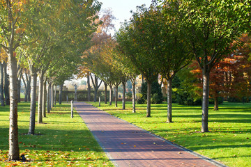 Sunny day at autumn park with colorful trees. Autumn in park, landscape