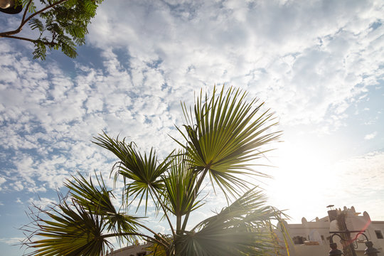 Closeup of doum palm on sky background