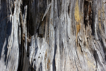 The bark of the pine tree as the background