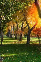 Sunny day at autumn park with colorful trees. Autumn in park, landscape