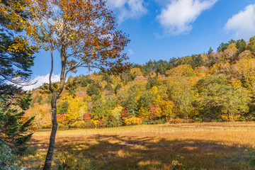 Obraz premium Towada Hachimantai National Park in early autumn